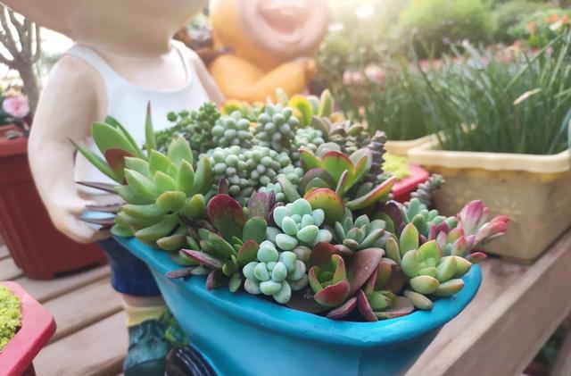 不会养宠物的新手要养什么,不会养栀子花教你6个方法