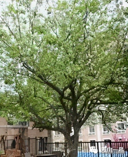 大连八七疗养院都谁住过,大连八七疗养院