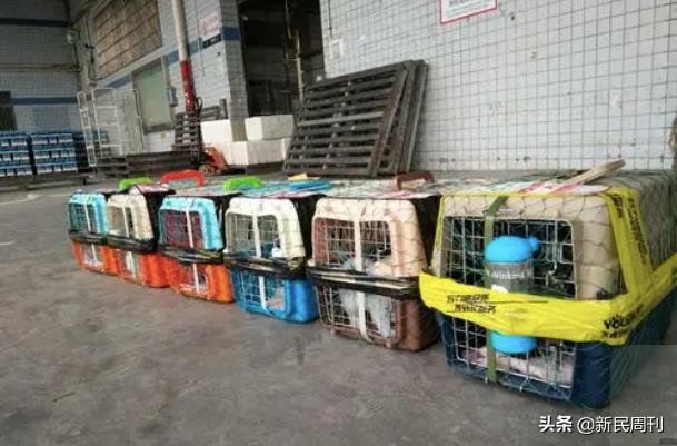 金毛被空运转为陆运,空运改陆运金毛事件