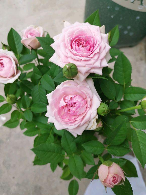 玫瑰花叶子卷曲发蔫怎么回事,玫瑰花叶子突然发蔫怎么回事