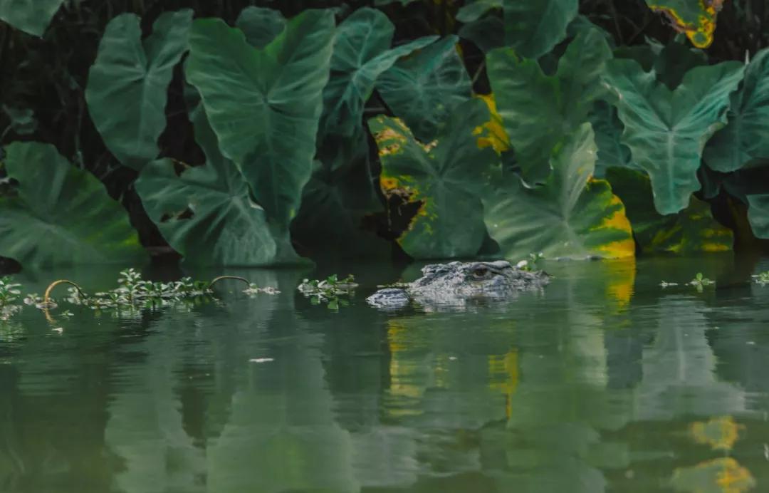 *局骗**和微笑，3000元带你体验双面尼泊尔