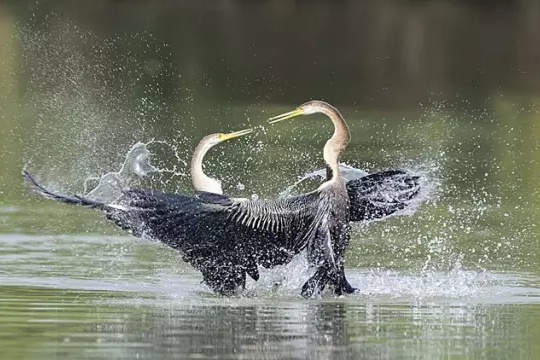 鸟类摄影拍摄技巧和精美照片展示,怎么拍摄鸟类视频