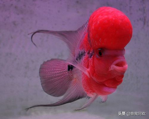 养罗汉鱼起水霉怎么处理,罗汉鱼病死了鱼缸要怎样处理