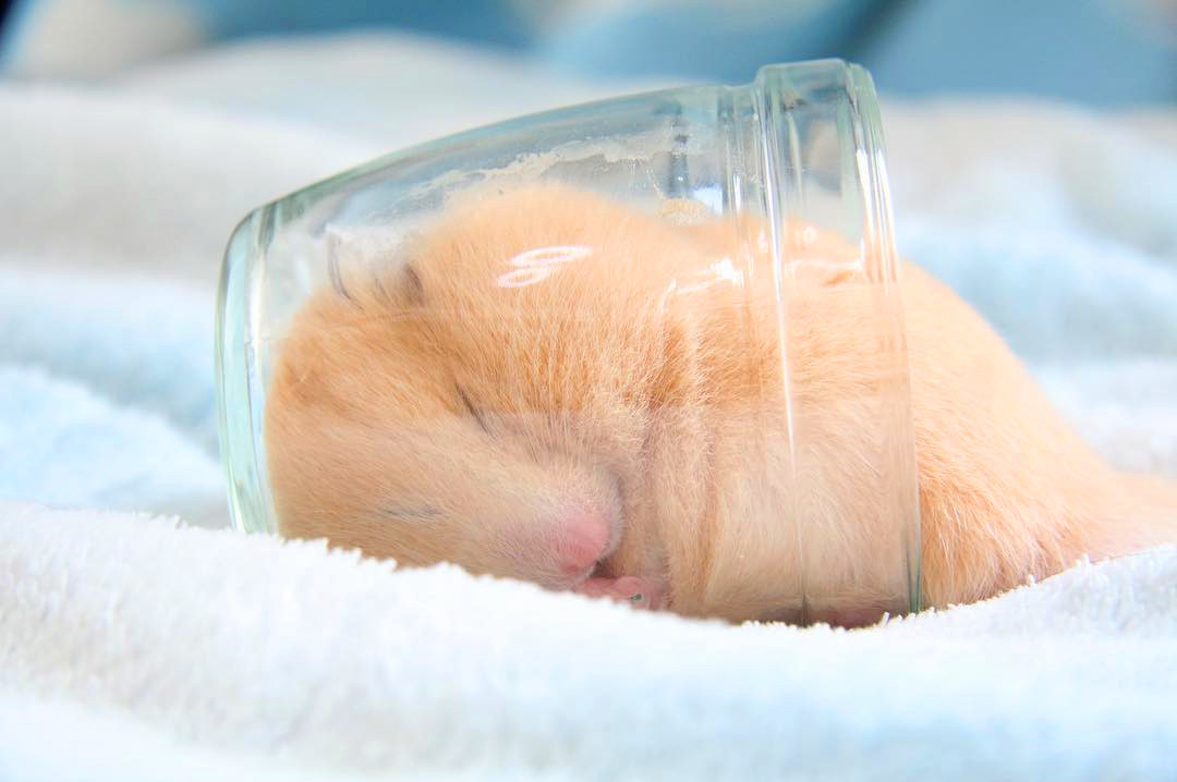 没时间陪仓鼠怎么跟仓鼠亲近,仓鼠太凶不敢戴牵引绳怎么办