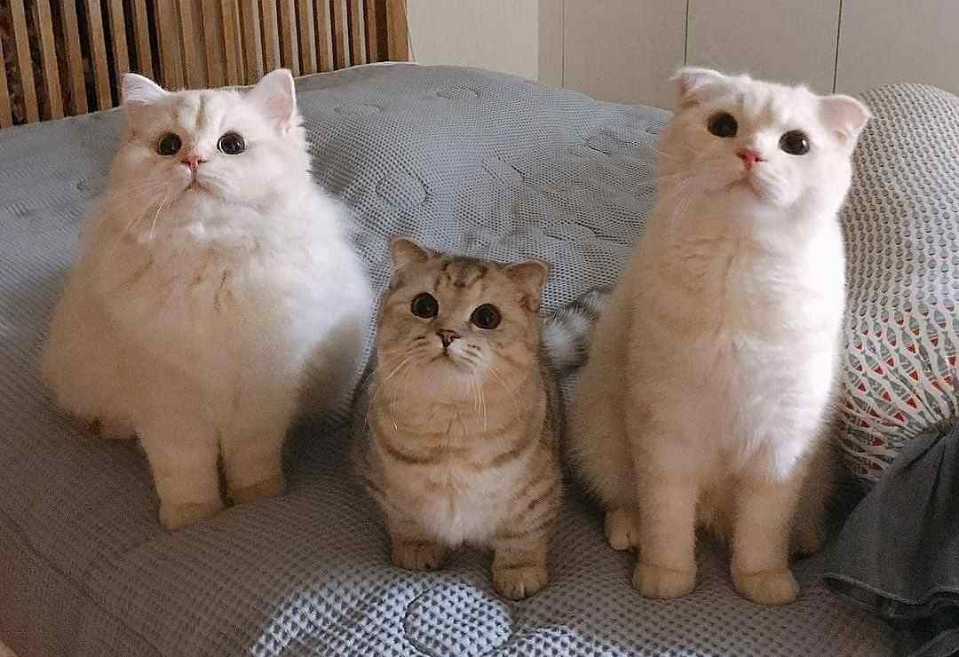 如何照护中老年猫？了解七大变化，做好这四件事，有助于猫咪长寿