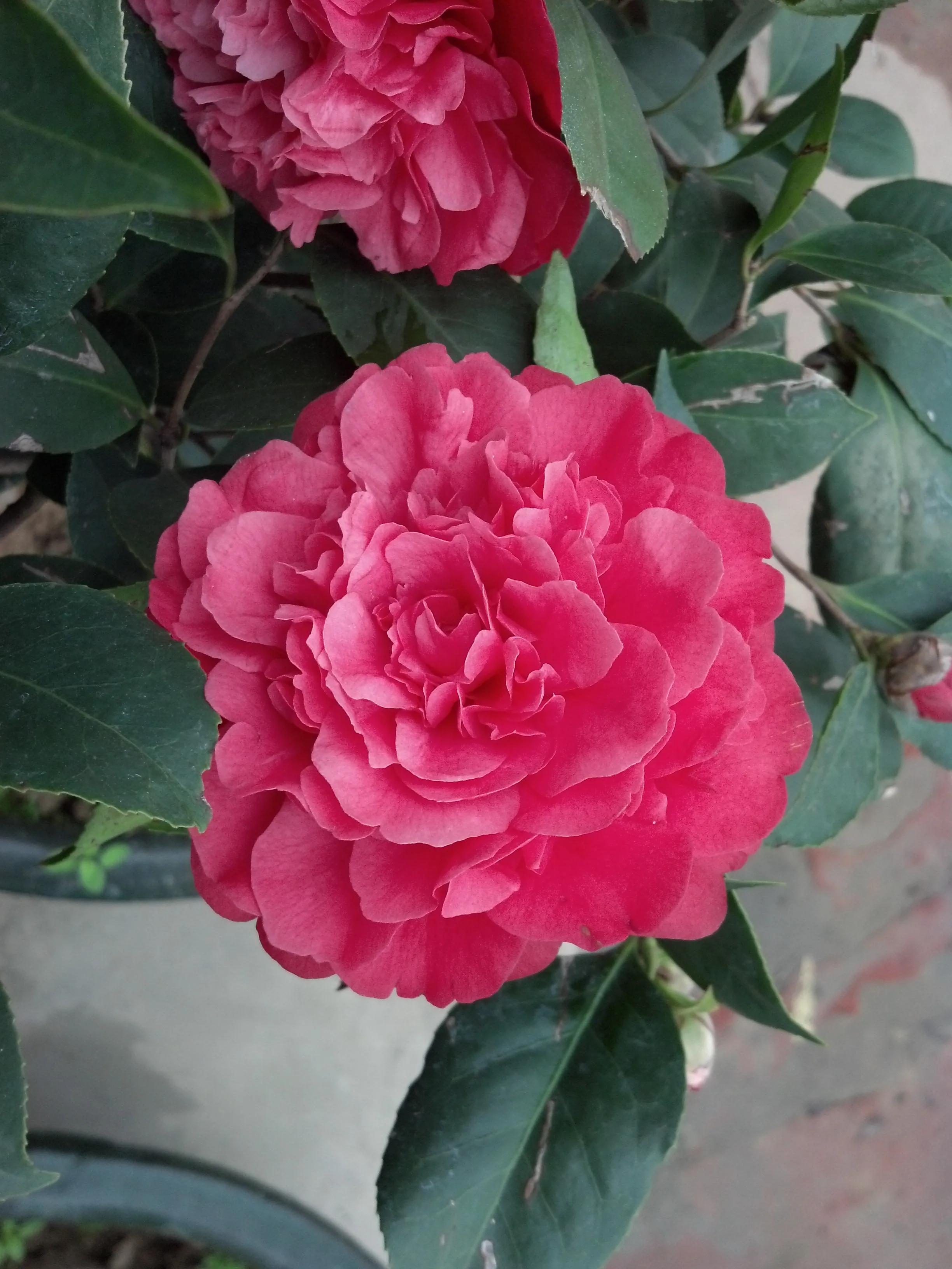 曾经特别火的拍照手机,那些年的拍照手机