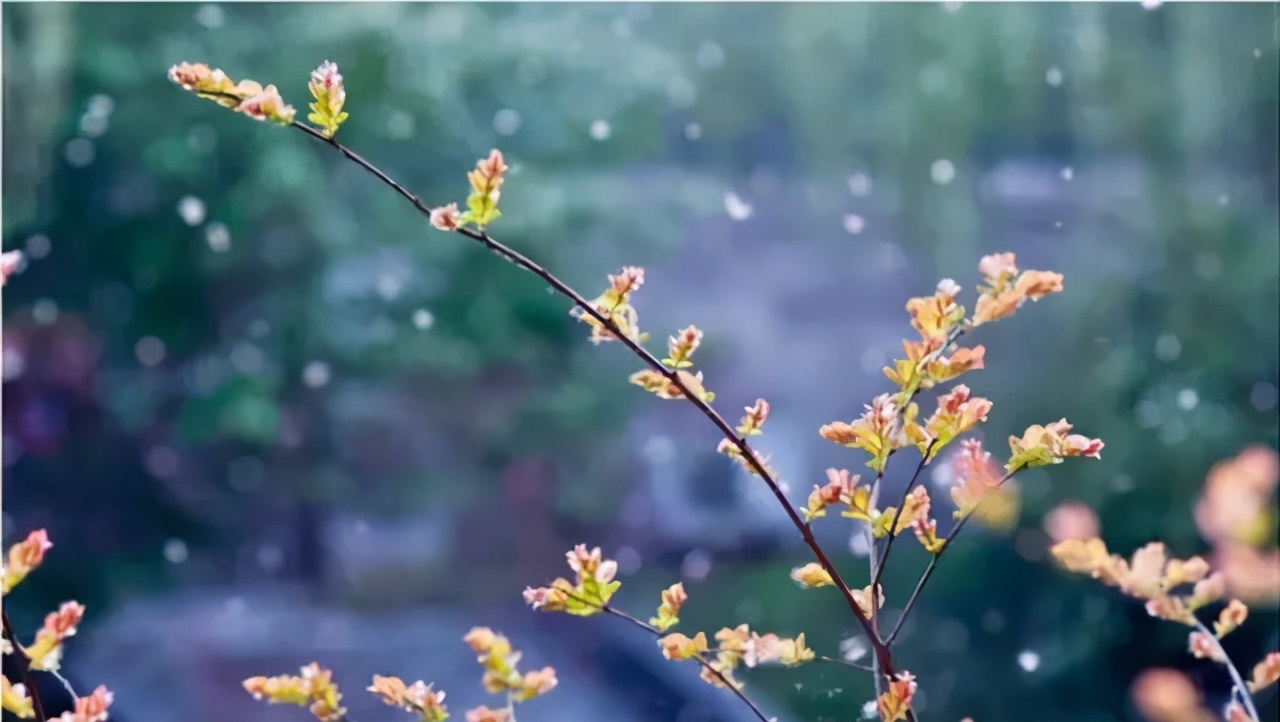 烦人的飞絮图解,古人笔下的杨絮
