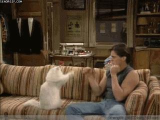 幼猫打疫苗和驱虫可以同时进行吗,猫猫驱虫和打疫苗可以同时进行吗