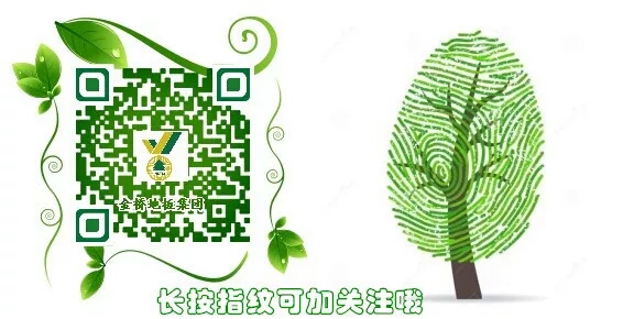 吉林森工金桥强化复合地板,陕西吉林森工金桥地板