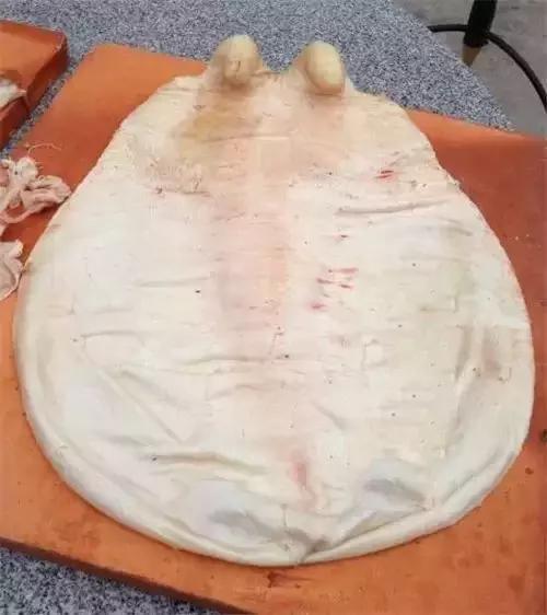 1斤深海花胶鱼胶,鱼胶花胶有区别吗