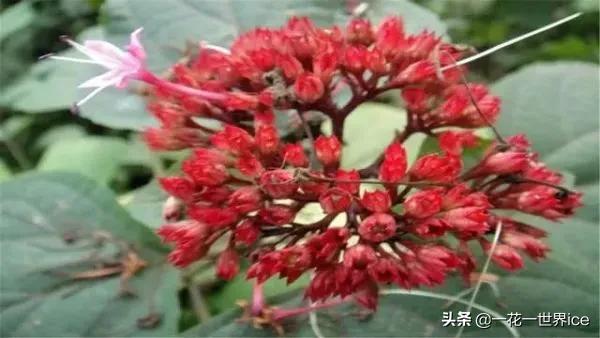 农村什么草治痔疮良药,治疗痔疮草叫什么草