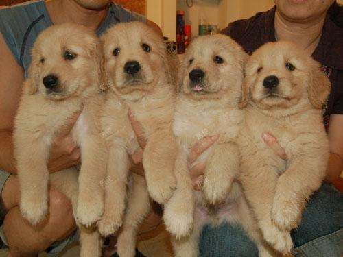 如何判断金毛真假,怎样区分金毛真假