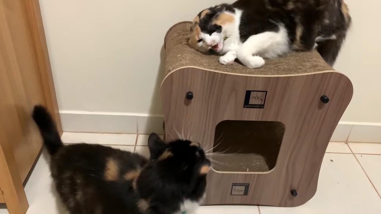 两只猫打架处理最佳办法,两只猫打架分开笼子