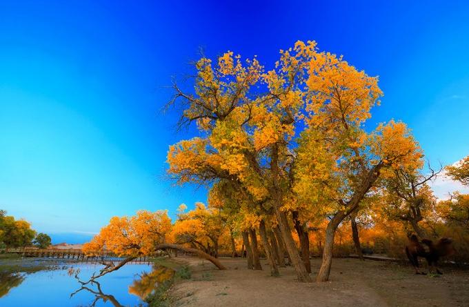 来内蒙古额济纳旗感受秋天,额济纳旗秋天最佳旅游时间
