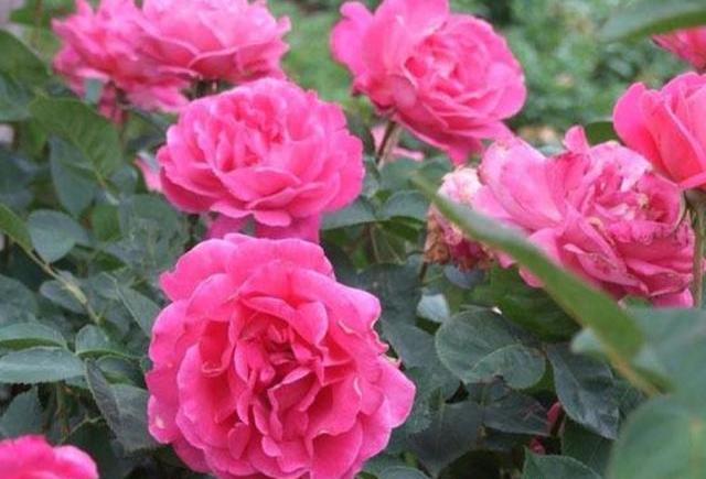 月季花苞打不开外面都开始黑了,月季花苞很大打不开什么原因呢