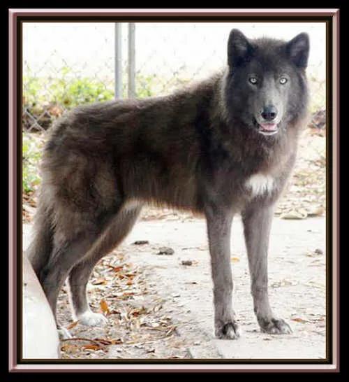 各国猛犬品种排名,各国品种猛犬