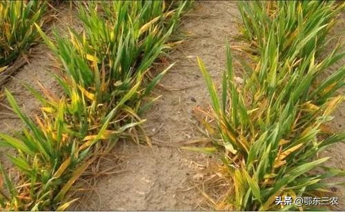 小麦穗下半截枯萎是什么原因,小麦叶片边缘枯萎是什么原因