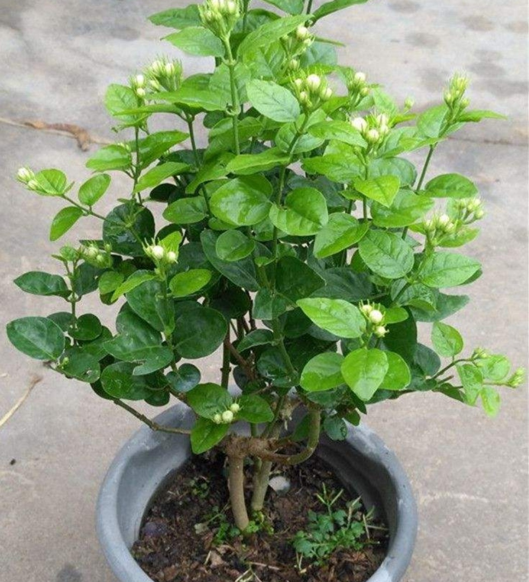 用淘米水浇花会怎么样,淘米水加白醋加糖养花正确方法