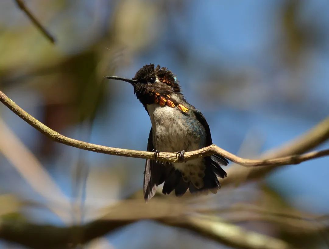 吸蜜蜂鸟简介,吸花蜜的鸟图片