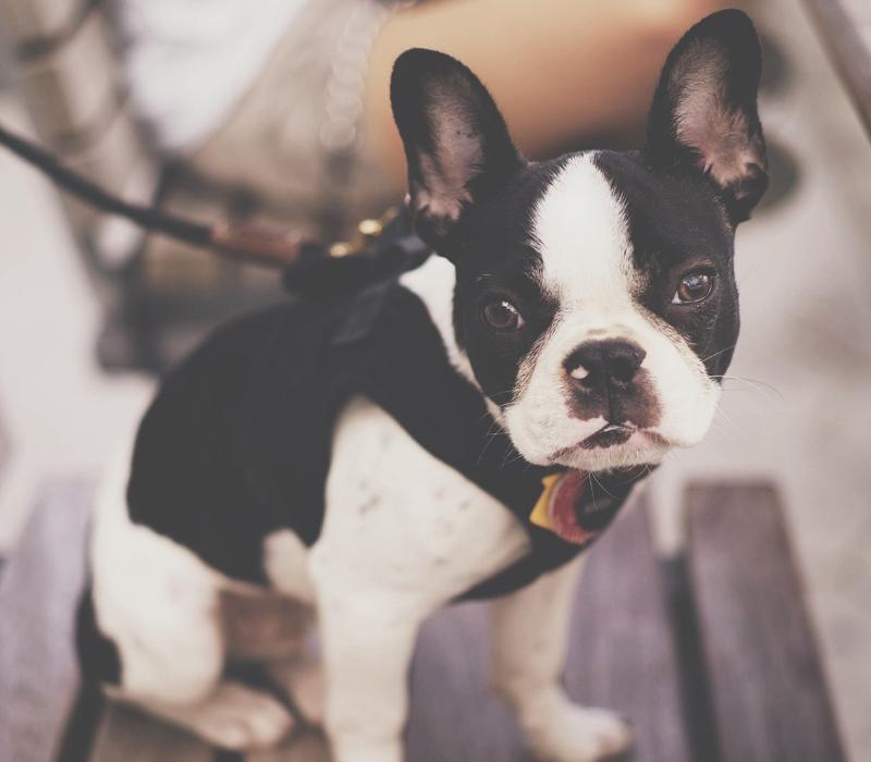 怎么让狗狗防备陌生人,狗狗攻击人怎么纠正