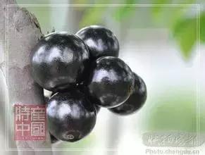 世界稀奇水果品种大全,世界热带奇特水果品种介绍