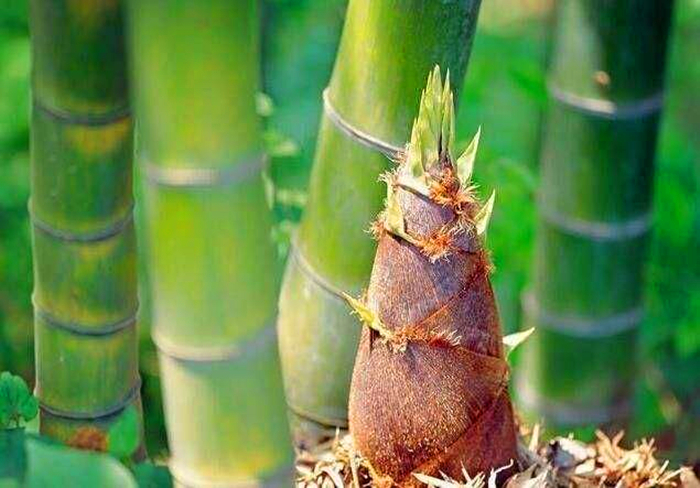 竹笋的种植方法全过程视频,怎么种植可以吃的竹笋