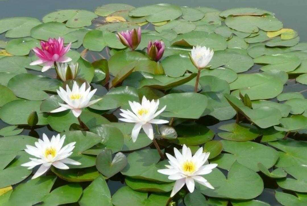 碗莲水培植物,碗莲植物