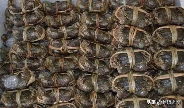 河蟹的病害和治疗方法,河蟹几大病害