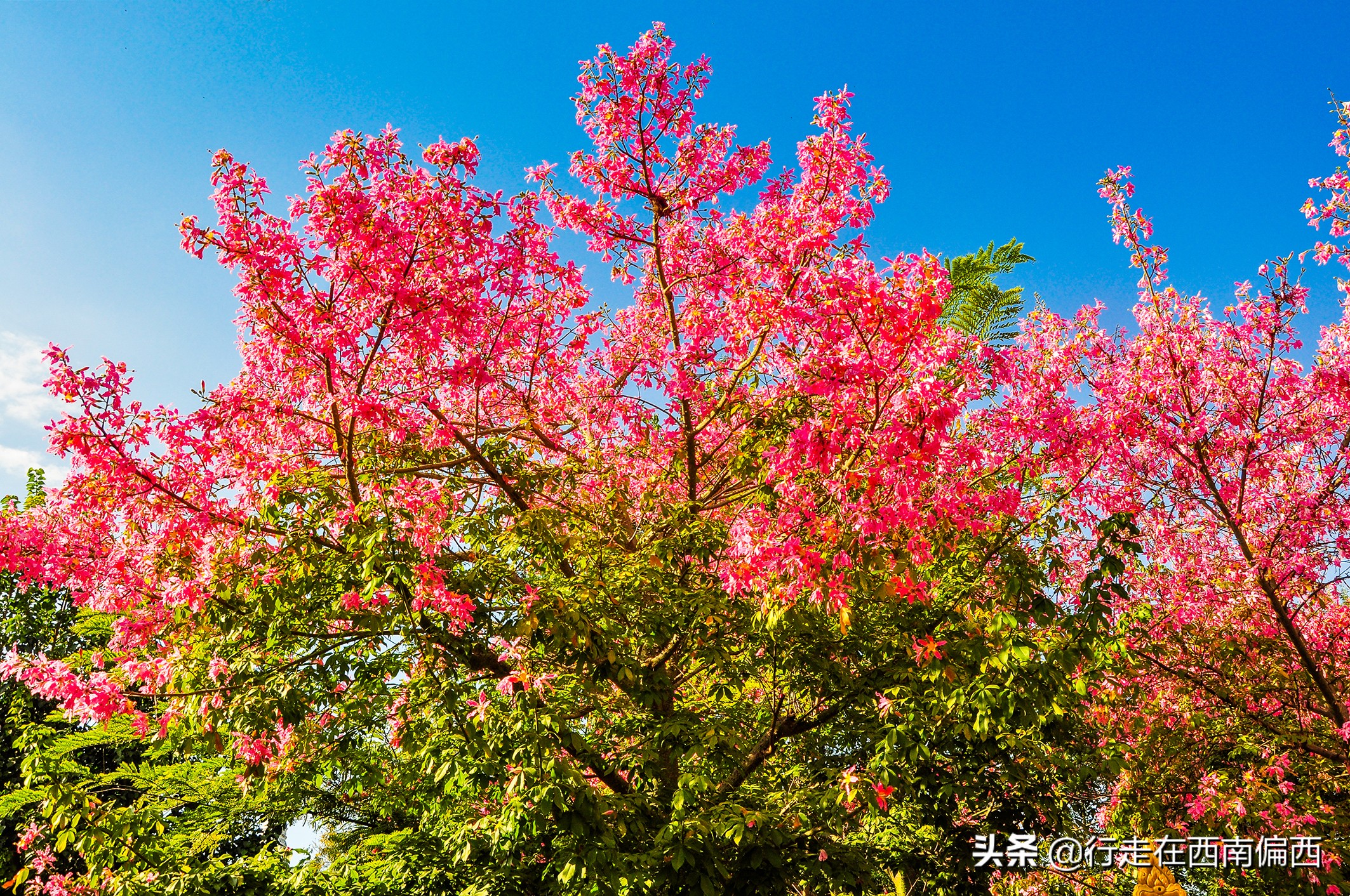 西双版纳五树六花中心,西双版纳五树六花地理位置