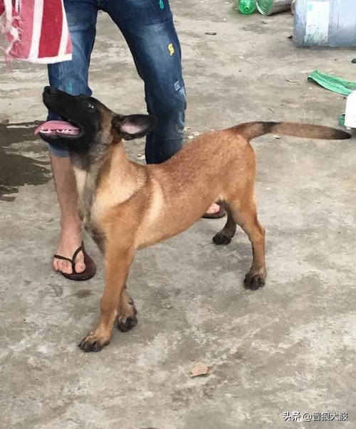 马犬代训一个月的效果,训马犬的正确方法和注意事项