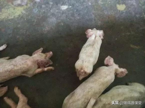 猪黑痢治疗的首选药,猪密螺旋体痢疾的防治方案