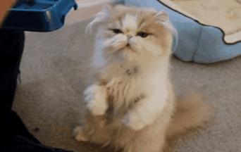 打猫可以纠正猫的坏行为吗,猫犯错了可以关起来吗