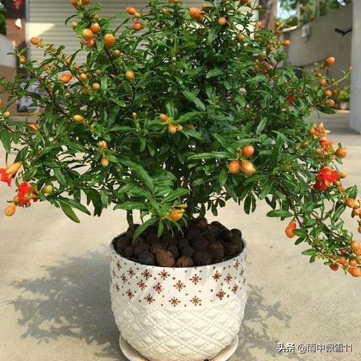 石榴怎么养才开花,石榴怎么养才好养活