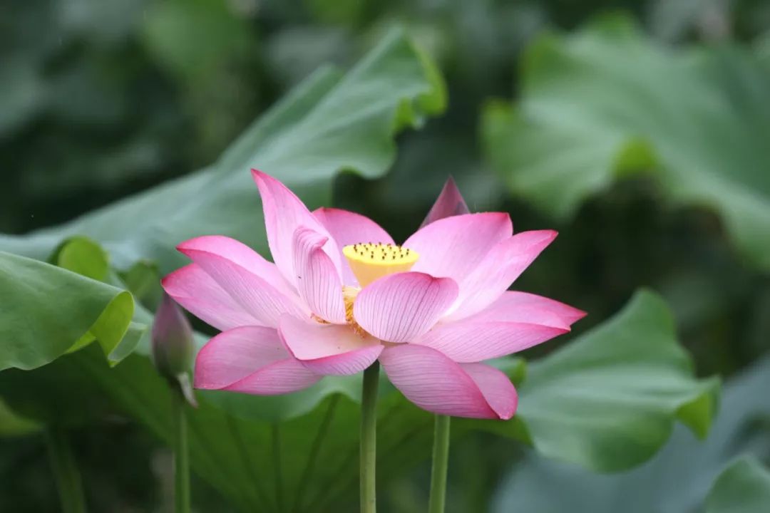 道德经人生成功的七重境界,老子道德经人生三大智慧