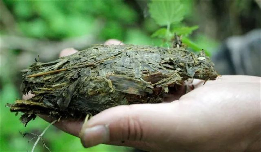 大熊猫吃竹子的历史,大熊猫吃嫩竹还是吃老竹的竹子