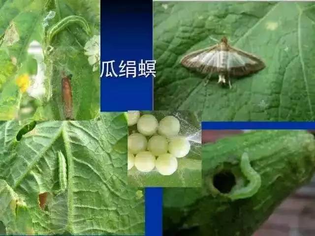 虫害怎么治疗才能彻底根除,超实用请收藏虫害归类及防治用药
