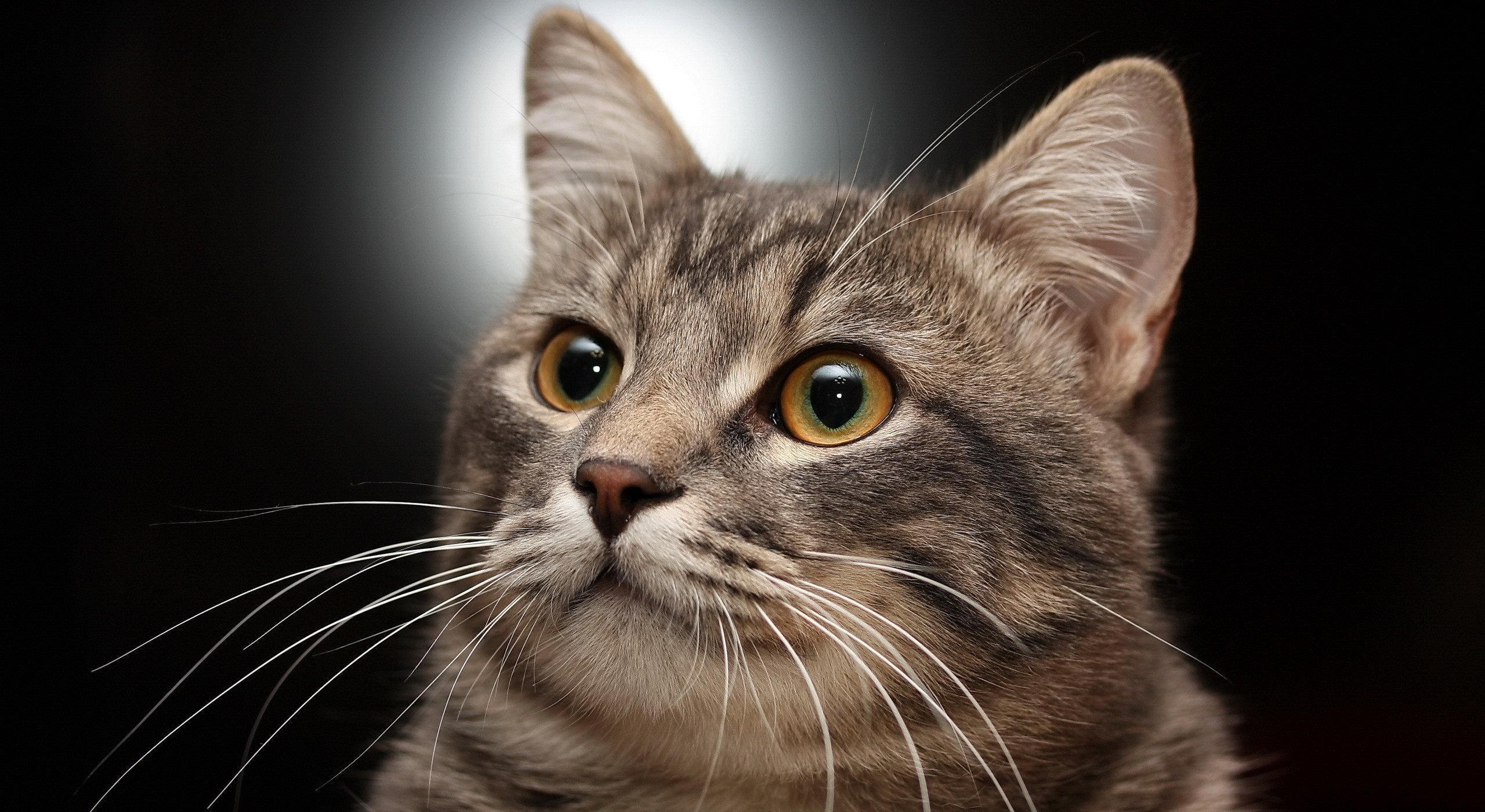 老祖宗选猫方法,在同一窝猫里挑性格最好的猫