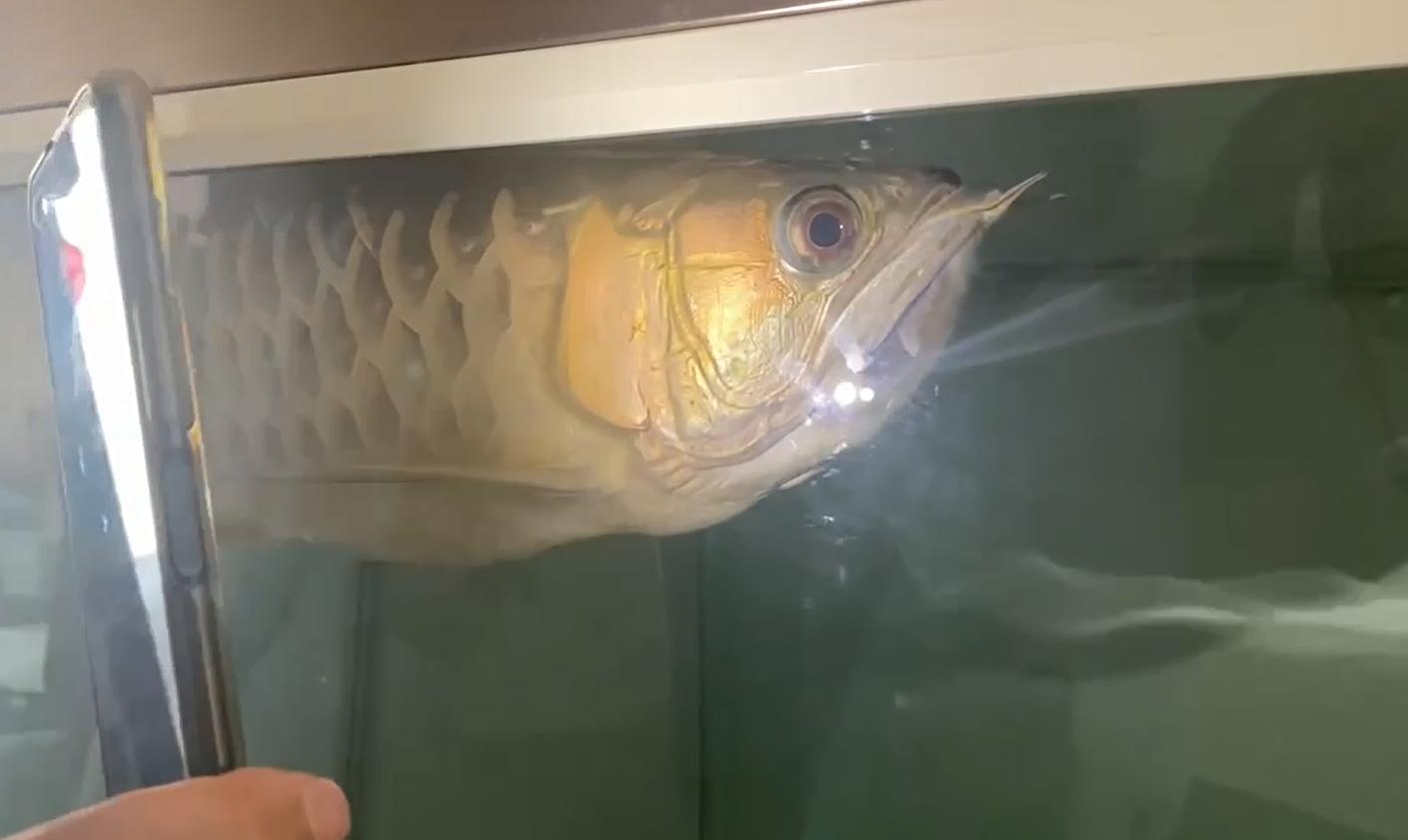 重磅|国内缸内金龙鱼繁殖重大突破,附65天跟踪记录