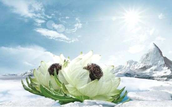 珠峰登顶人数最多一次,珠峰登顶线路和纪录