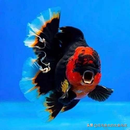 狮子头金鱼病图片,狮子头金鱼疾病有哪些