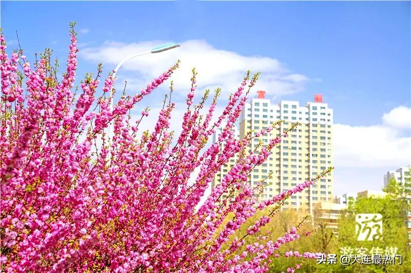 辽宁踏青赏花地点推荐,辽宁春游踏青赏杜鹃花