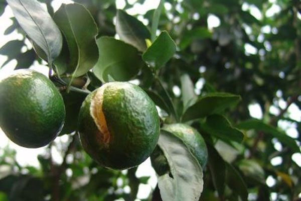 脐橙裂果的原因和解决方法,脐橙防内裂果的最佳方法