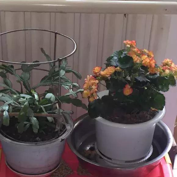 入夏怎样给扶桑浇水,无尽夏浇水的正确方法