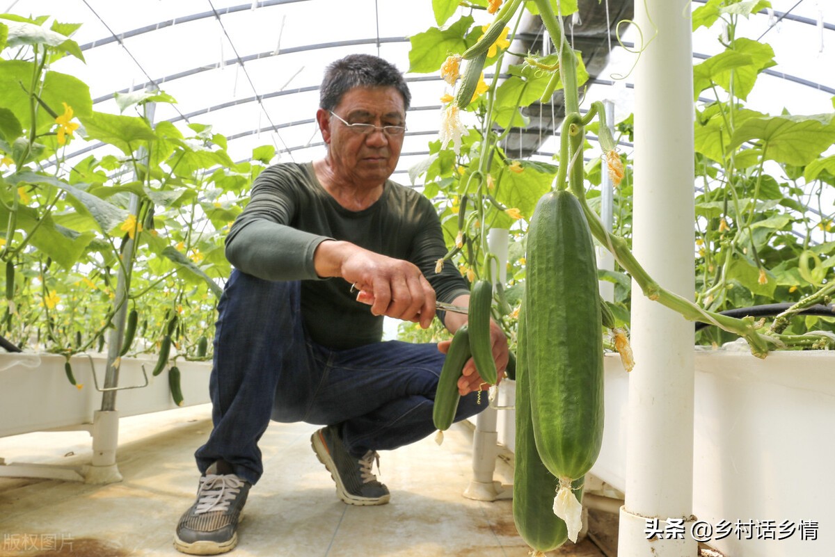 茄果类蔬菜的田间管理,茄果类蔬菜苗期