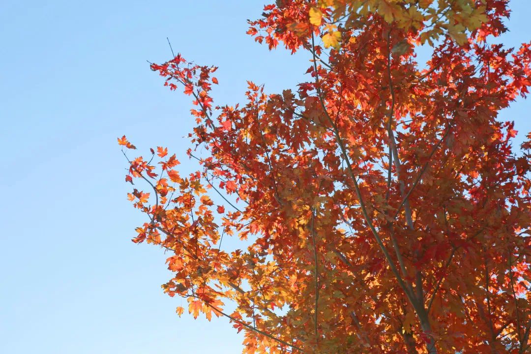 上海最美秋景,上海哪些公园可以拍秋景