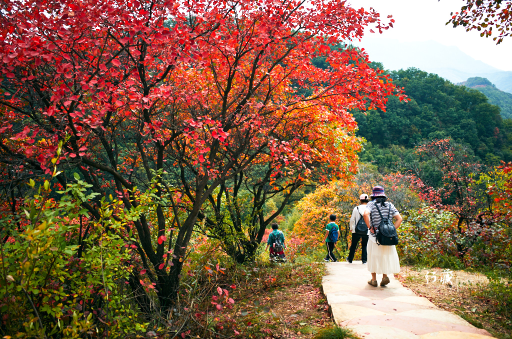 红了红了！在甘山的片片红叶中首波感受绚烂的秋天