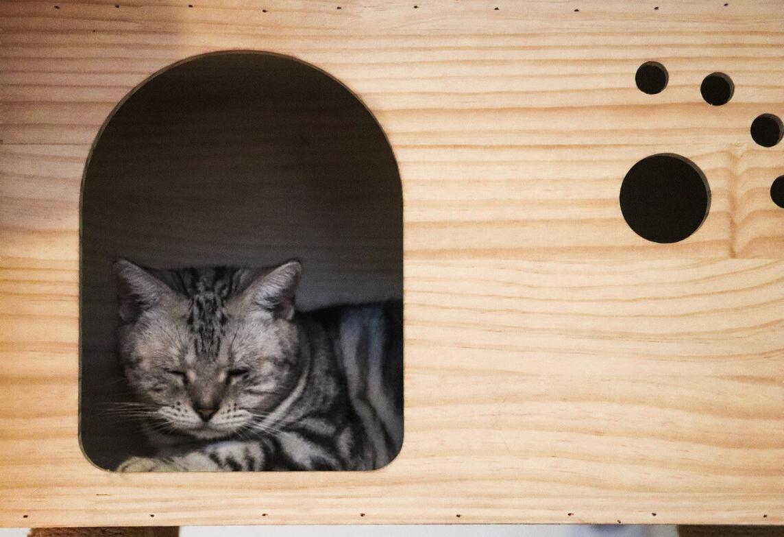 猫咪的饲养常识教案,如何饲养好银渐层猫咪