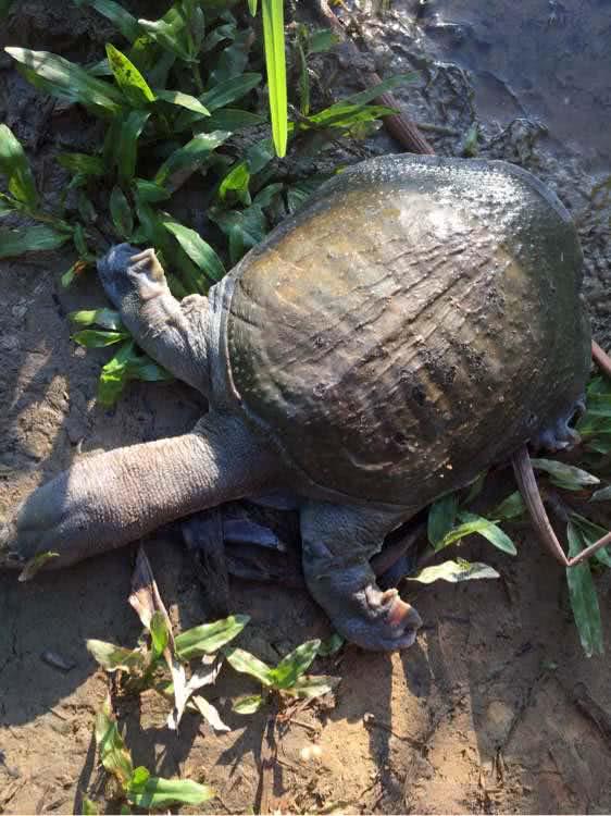 猪肝钓甲鱼真有那么神奇吗,猪肝钓甲鱼放在水里几个小时有效