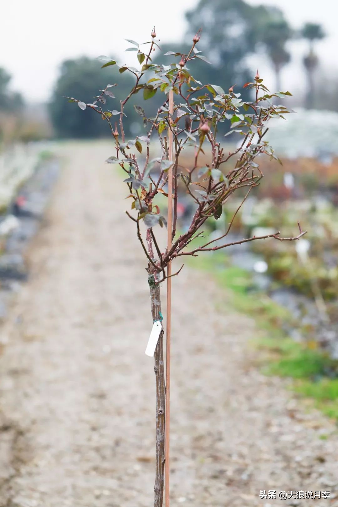 月季偏冠怎么修剪,树月季侧芽怎么补救