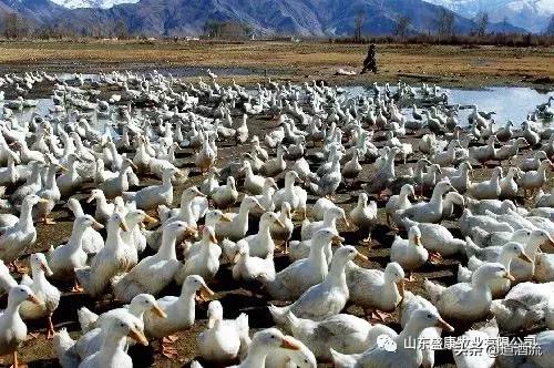 鸭眼睛红流泪怎么回事,鸭眼睛肿胀流眼泪